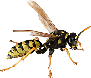 Wasps image