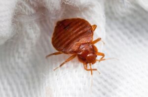 Bed Bug Pest Control